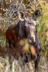 Fototapeta premium Yearling Moose