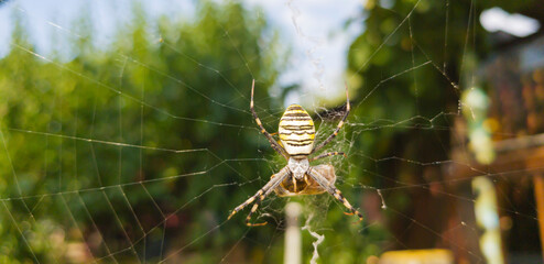 The black and yellow striped garden spider Argiope sits on a spiderweb with its prey. Top view.
