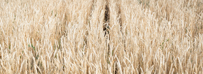Wheat in the field, ears. Place for your text (copy space).