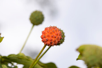 Close up shot of orange wild berry on a plant