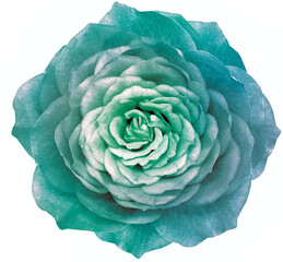 Rose turquoise-green  flower on a white  isolated background. Closeup.  Nature.