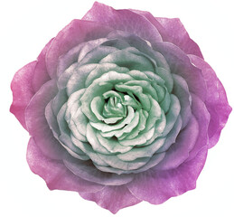 Obraz premium Rose purple flower on a white isolated background. Closeup. Nature.