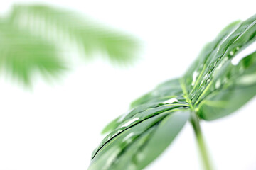 Monstera Leaves