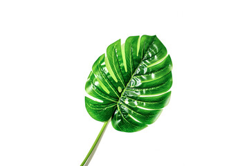 Monstera Leaves