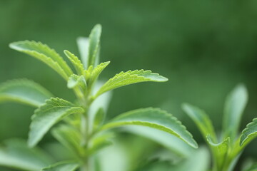 Stevia rebaudiana.Stevia green close-up on green garden background.Organic natural sweetener.Stevia plants.Stevia fresh green twig