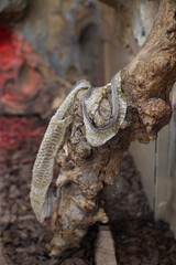 the skin of a snake that has been thrown off lies on a stump
