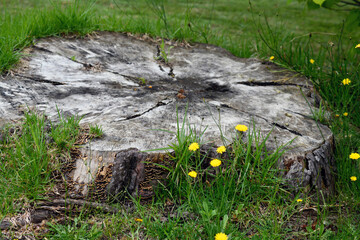 This Norfolk Island pine tree grew too big for its suburban environment