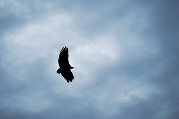condor flying with cloudy sky background.
