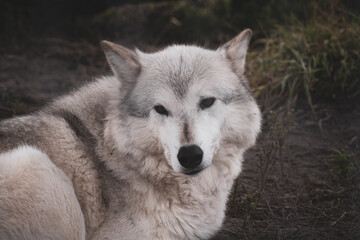 Arctic Grey Wolf in Alaska