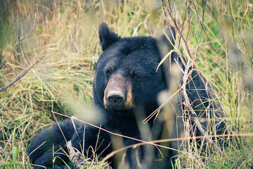 Black bear in the woods