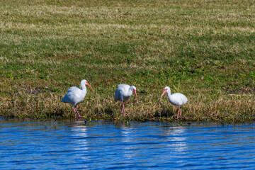 Trio of White Ibises on the Banks of a Lagoon in New Orleans City Park