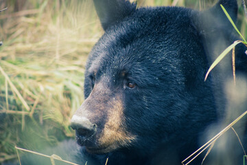 Black bear portrait on the grass
