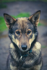 Portrait of a husky sled dog