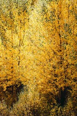 poplars autumn yellow leafs