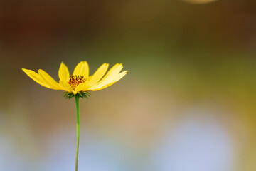 Arnica wildflower along creek in Jesup Georgia USA.