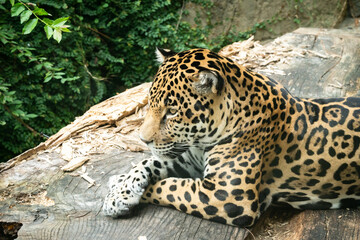 Jaguar resting on a ledge at a zoo in Alabama.