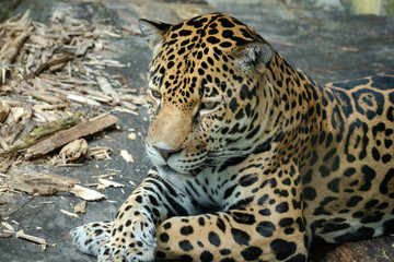 Jaguar resting on a ledge at a zoo in Alabama.