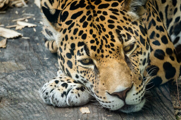 Fototapeta na wymiar Jaguar resting on a ledge at a zoo in Alabama.