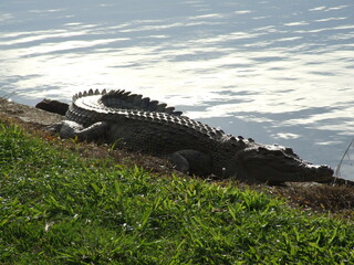 Australian Wild Crocodile