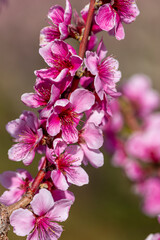 Obraz premium Blooming peach orchards in Palisade Colorado in Spring