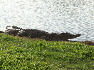 Australian Wild Crocodile