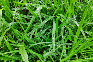 Wet grass after the rain