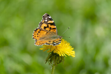 Fototapeta na wymiar mariposa posada sobre la flor de un diente de león 