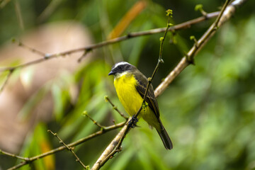 Fototapeta premium ave pecho amarillo en un parque natural en la amazonia ecuatoriana 