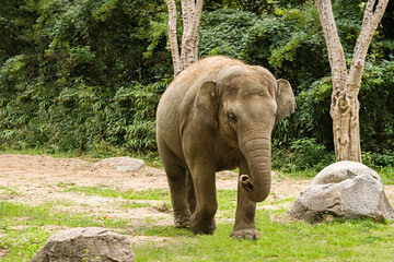 Elephas maximus - Asiatischer Elefant im Zoo II