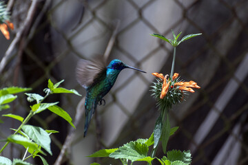 colibrí volando para poder tomar el néctar de una flor naranja 