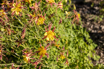 Yellow flowers with red leaves on a large green bush