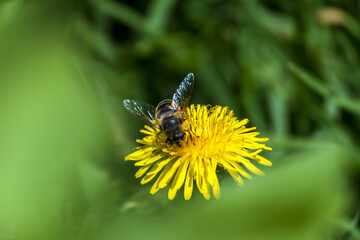 Abeja sobre una flor de diente de león 