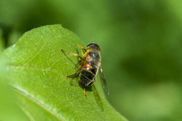 Abeja posada en una hoja verde 