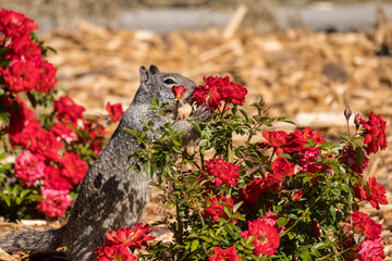 Squirrel sits up to grab red roses for snacks in a garden