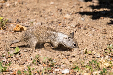 Squirrel digging through the dirt looking for food on a sunny day