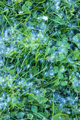 Cottonwood fluff scattered about on a field of grass