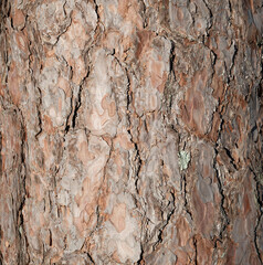 Closeup of Red Pine Bark