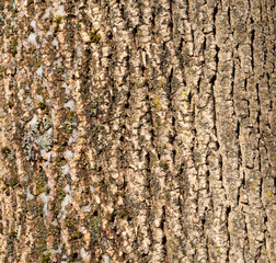 Closeup of White Ash Bark in Winter in Upstate NY