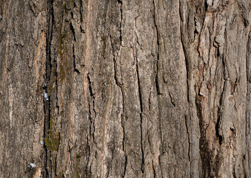 Closeup of Sugar Maple Bark in Upstate NY