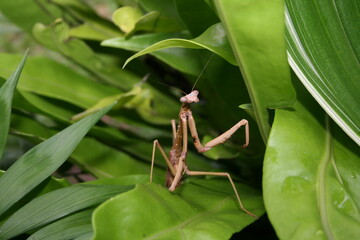 Australian Praying Mantis