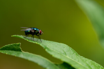 A fly is perched on a green leaf, the background of the leaves is green with warm sunlight, copy space