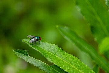 Naklejka premium A fly is perched on a green leaf, the background of the leaves is green with warm sunlight, copy space
