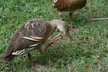 Australian Sky Sunset Clouds 