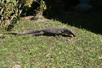 wild iguana Australia