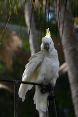 Wild Cockatoo Australia