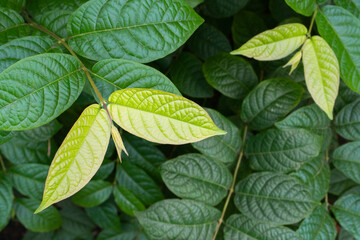 Madhabilata plant leaves, Hiptage benghalensis, often called hiptage grown in home garden. Howrah, West Bengal, India.