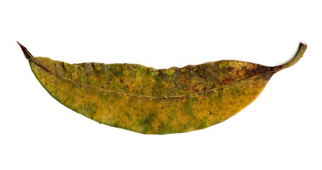autumn leaf isolated on white background
