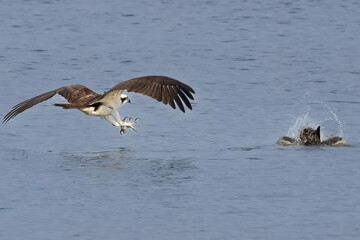 Osprey Trying to Steal Fish from Double Crested Cormorant