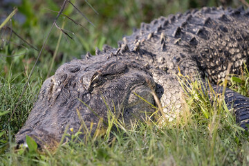 Alligator on Shore of Lake in Tall Grass
