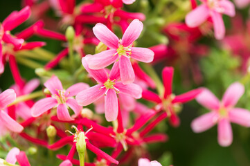 Soft focus colorful fresh flower in the garden on the summer season.Red and pink blooming flowers and green leaves background.